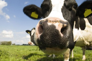 PvdA Gelderland stelt vragen over megastal van 1445 koeien in Wichmond